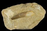 Fossil Plesiosaur (Zarafasaura) Tooth - Morocco #116942-1